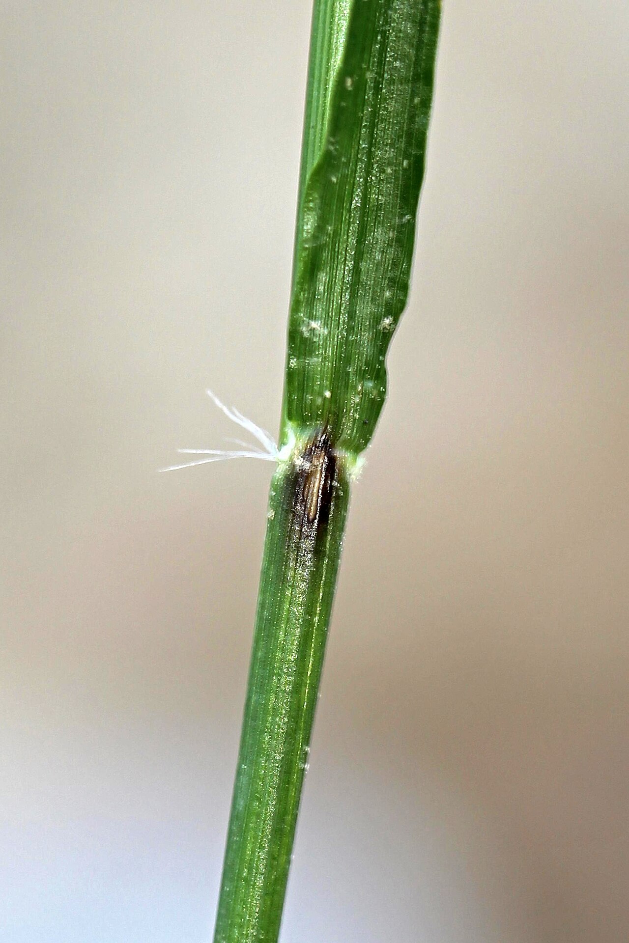 Poverty Oatgrass (Danthonia spicata) - PlantNative.org Close detail of poverty oatgrass leaf-sheath hairs.