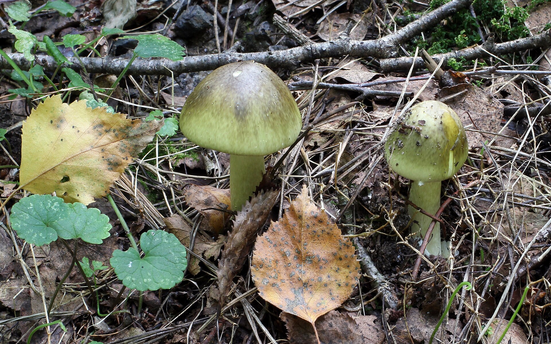 What is a Toadstool? A Clear and Neutral Explanation - PlantNative.org Two death cap mushrooms with olive-green caps and pale stems on forest floor