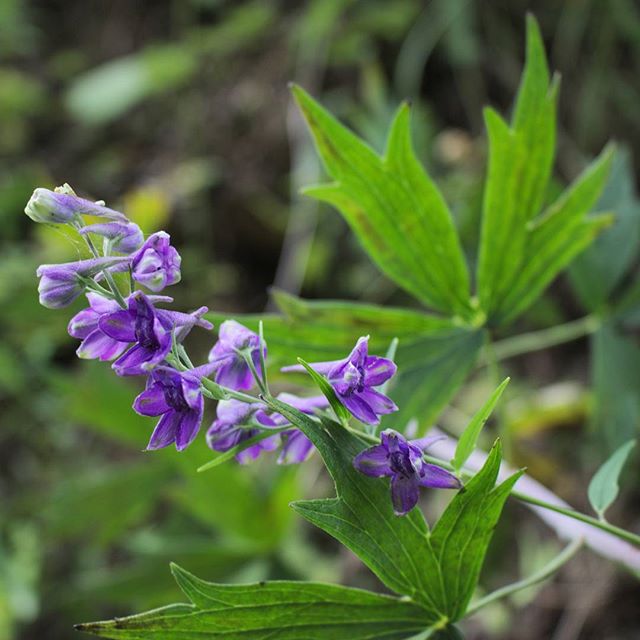 Tall Larkspur (Delphinium exaltatum) - PlantNative.org Delphinium exaltatum flowers