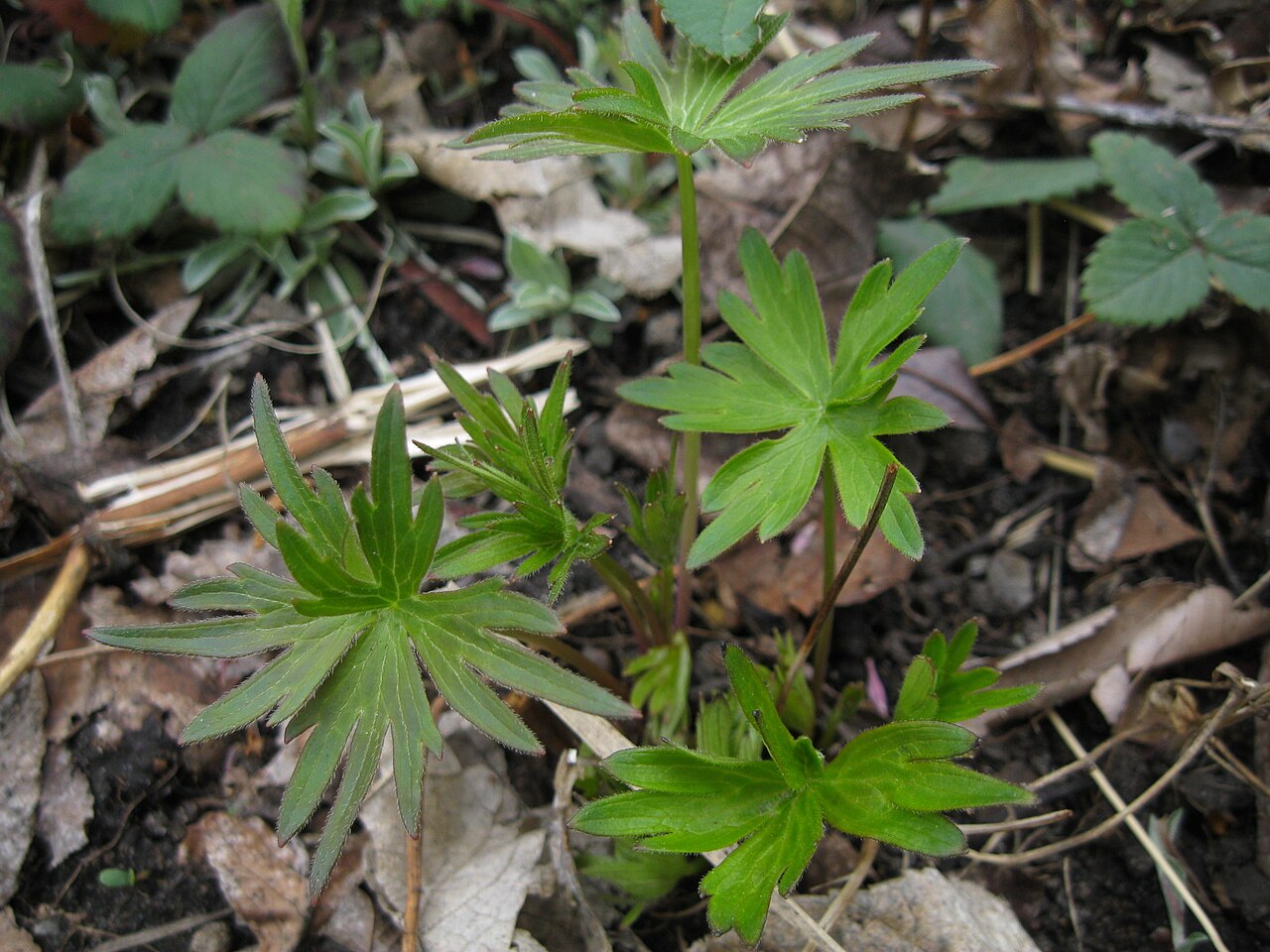 Tall Larkspur (Delphinium exaltatum) - PlantNative.org Delphinium exaltatum foliage and growth habit