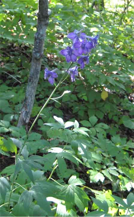 Tall Larkspur (Delphinium exaltatum) - PlantNative.org Delphinium exaltatum growth and seasonal features