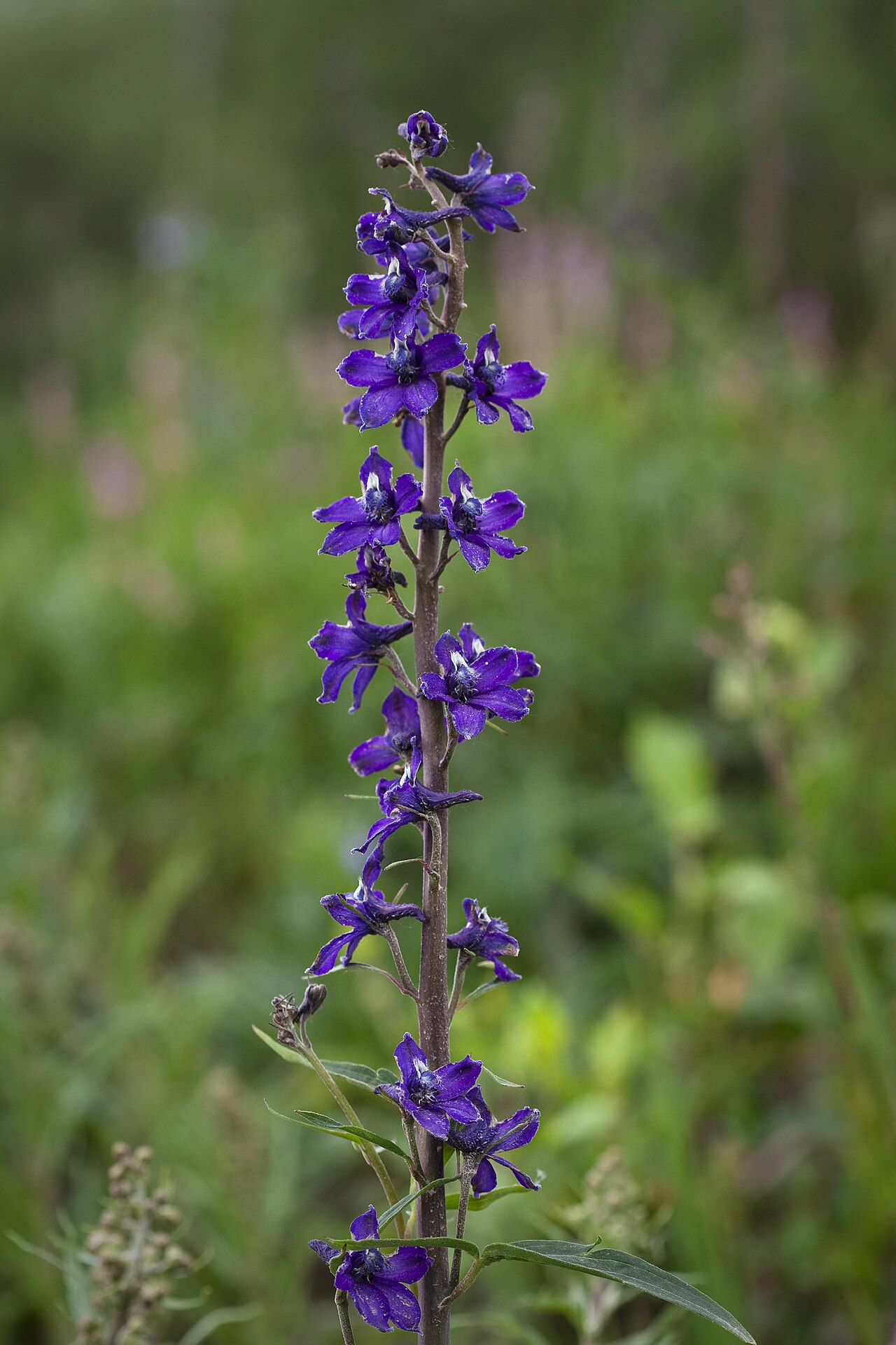 Tall Larkspur (Delphinium glaucum) - PlantNative.org Tall larkspur flowering in Denali National Park and Preserve, Alaska.
