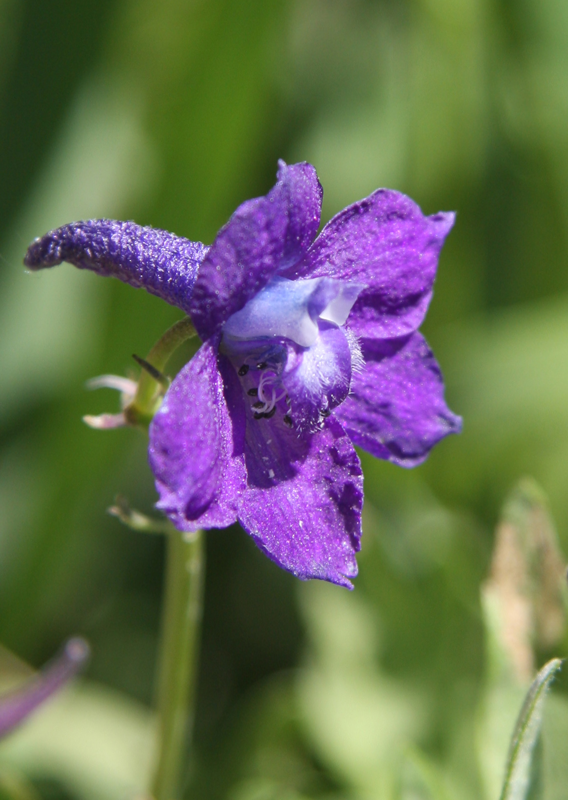 Tall Larkspur (Delphinium glaucum) - PlantNative.org A spurred Delphinium glaucum flower in the Sierra Nevada, California.