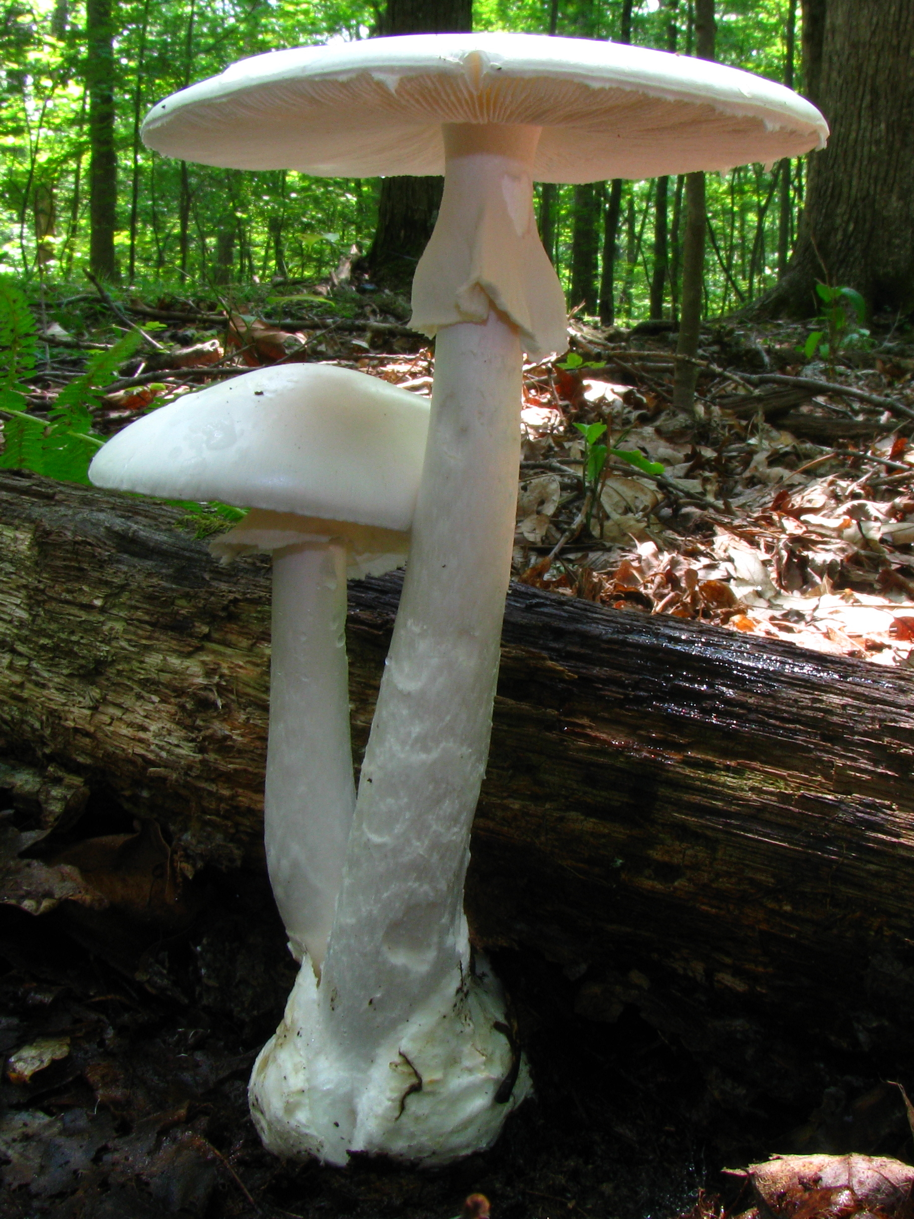 What is a Toadstool? A Clear and Neutral Explanation - PlantNative.org Pure white destroying angel mushrooms showing white gills, skirt-like ring and bulbous volva at base