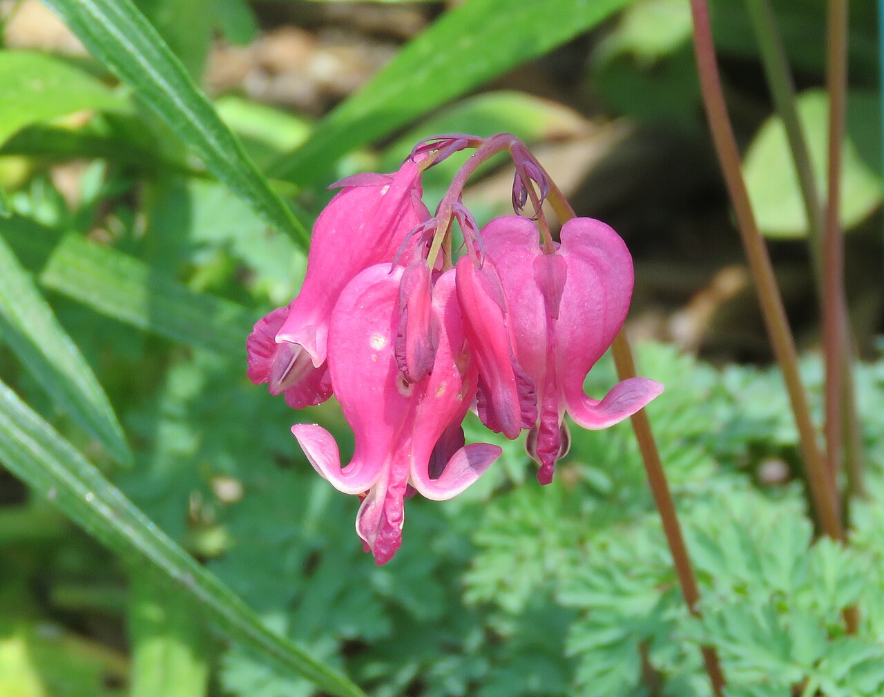Fringed Bleeding Heart (Dicentra eximia) - PlantNative.org Bleeding Heart Dicentra eximia flower close-up