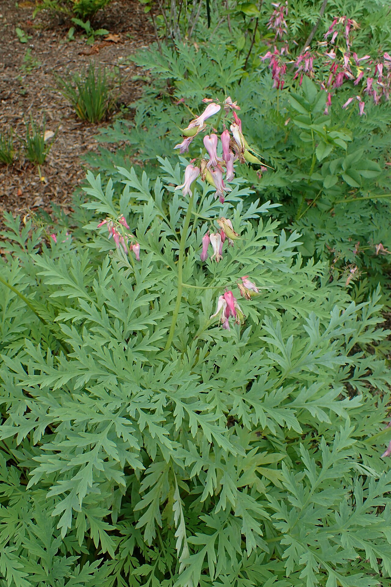 Fringed Bleeding Heart (Dicentra eximia) - PlantNative.org Dicentra eximia at the New York Botanical Garden