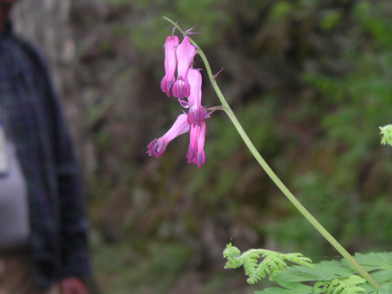 Fringed Bleeding Heart (Dicentra eximia) - PlantNative.org I personally took this photo on Abrams Falls trail in the GSMNP, USA. halpaugh@verizon.net