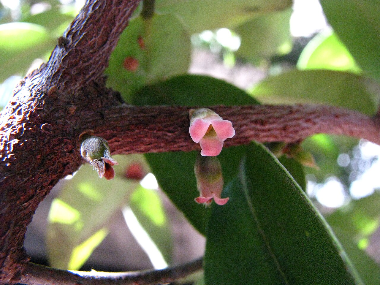 Lama (Diospyros sandwicensis) - PlantNative.org Small pale pink lama flowers on a woody branch