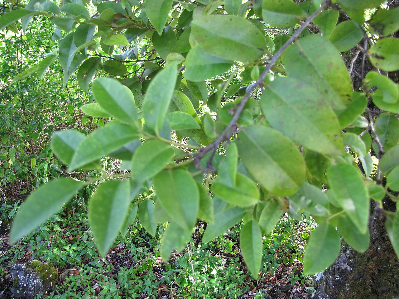 Lama (Diospyros sandwicensis) - PlantNative.org Lama leaves on a branch in a Hawaiian garden