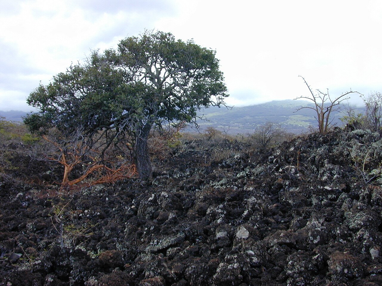 Lama (Diospyros sandwicensis) - PlantNative.org Lama tree in a rocky dry-forest landscape on Maui