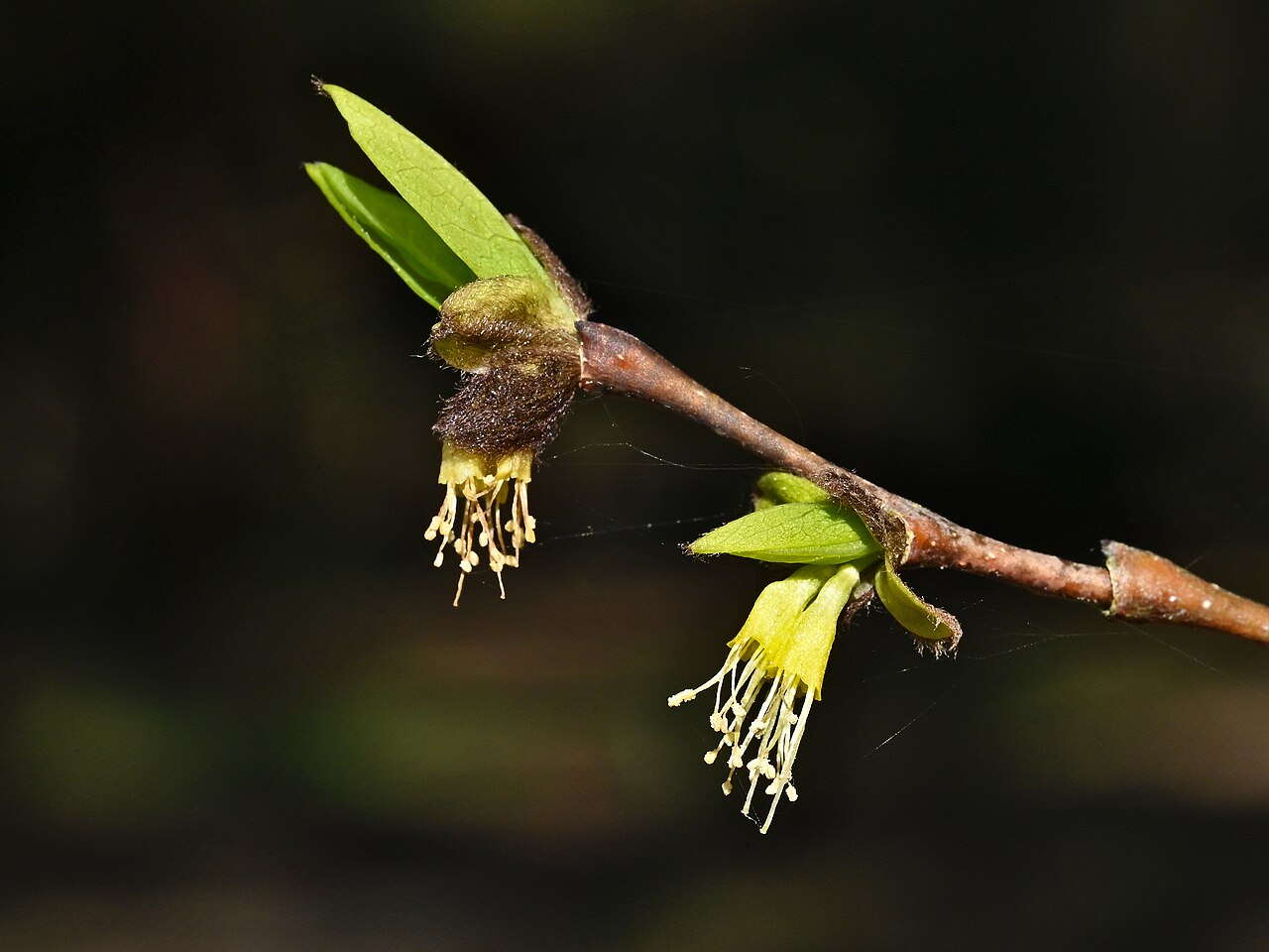 Eastern Leatherwood (Dirca palustris) - PlantNative.org Dirca palustris in arboretum in Glinna, NW Poland