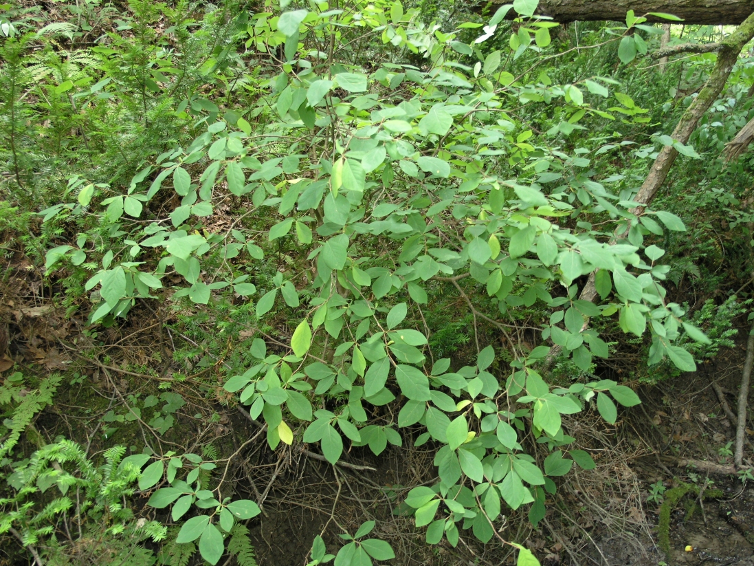 Eastern Leatherwood (Dirca palustris) - PlantNative.org Dirca palustris (leatherwood) in forested ravine. Western Indiana, USA.
