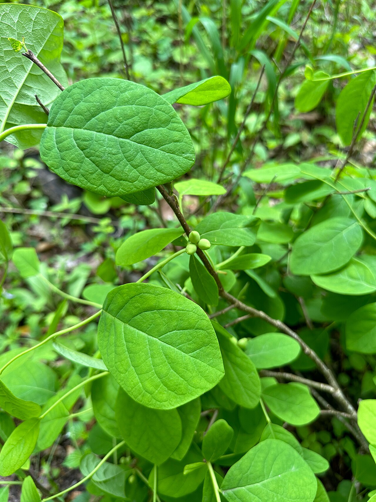 Eastern Leatherwood (Dirca palustris) - PlantNative.org Eastern leatherwood (Dirca palustris) in the United States