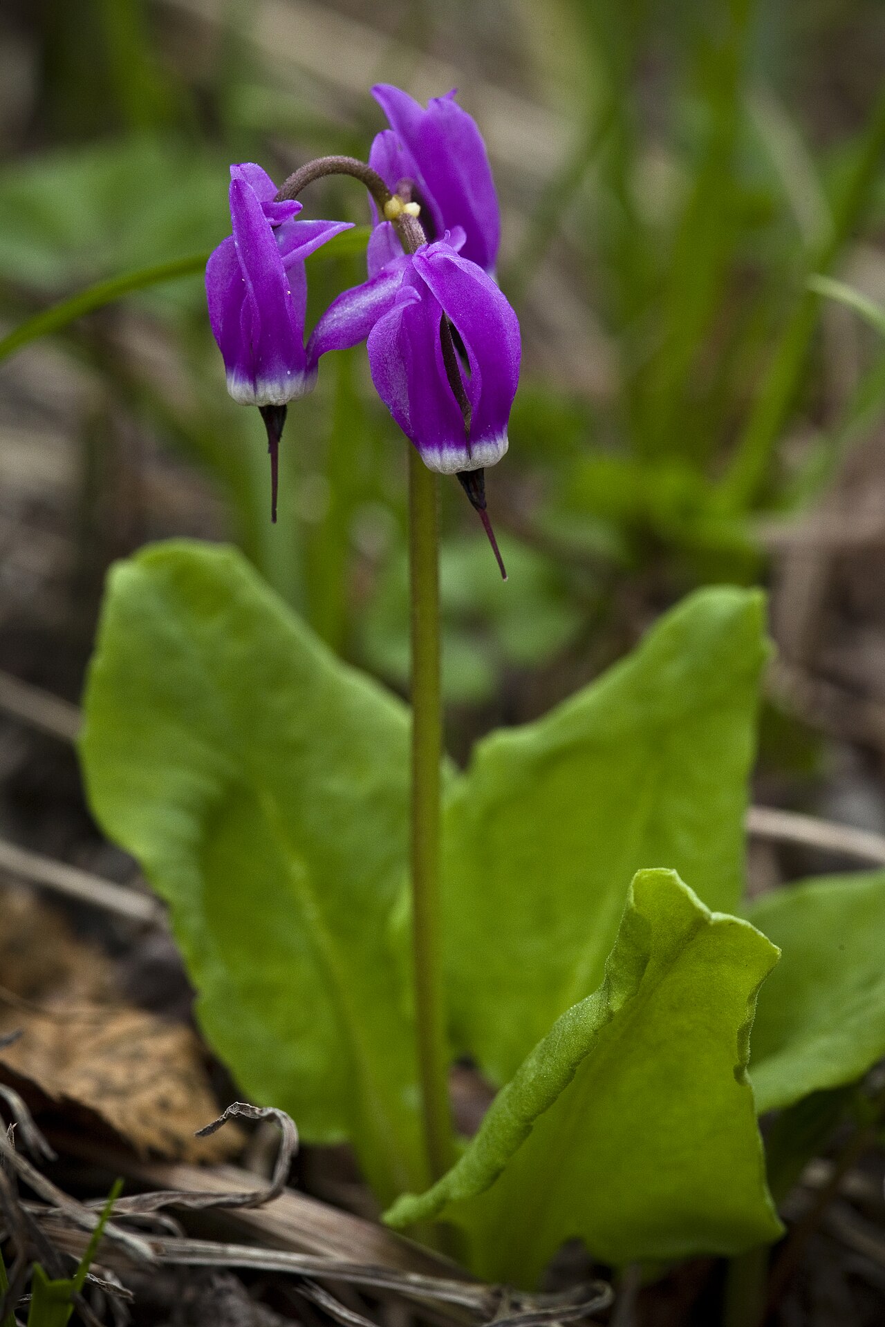 Western Arctic Shooting Star (Primula frigida) - PlantNative.org Western arctic shooting star in Denali National Park and Preserve, Alaska.