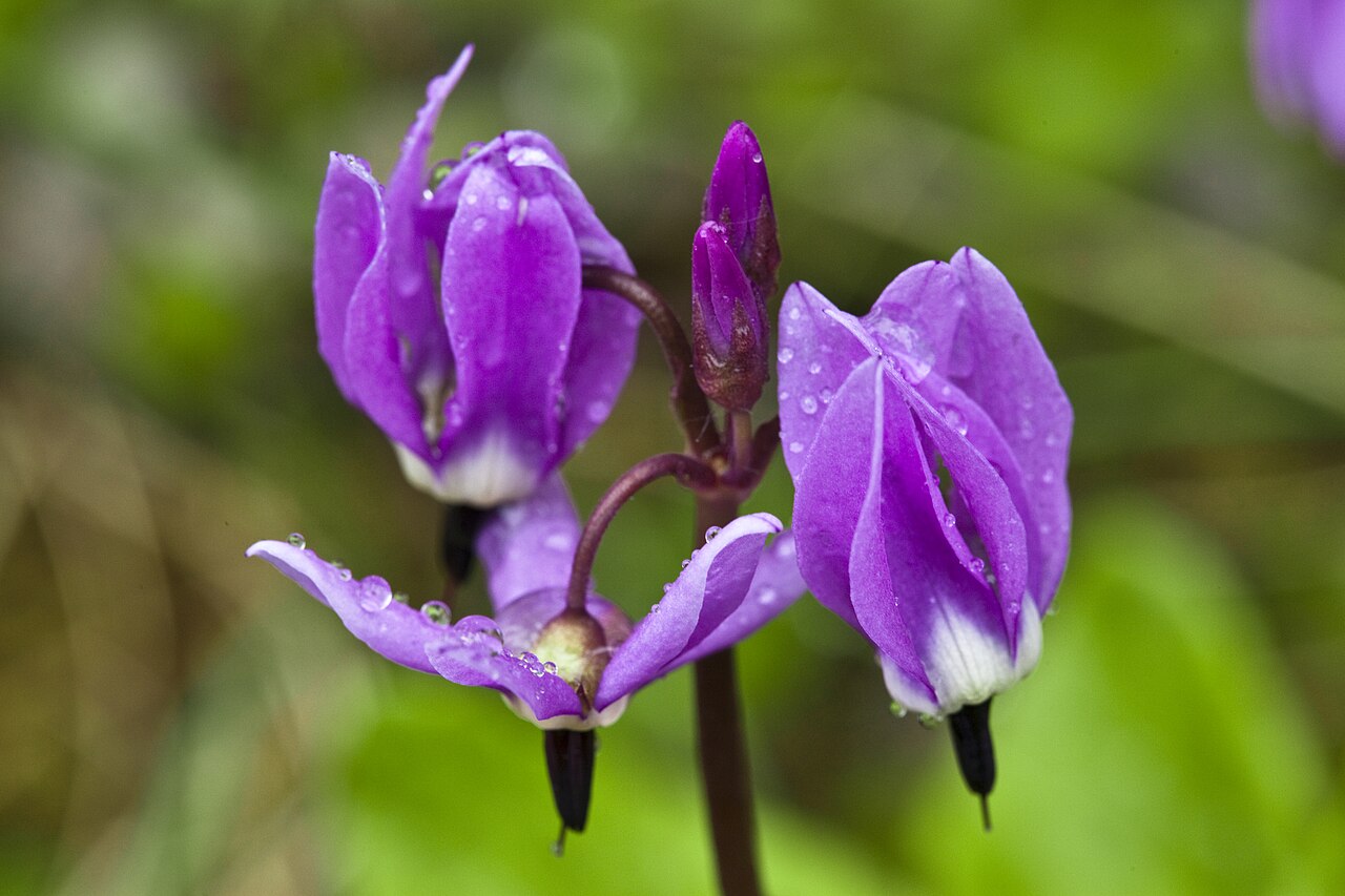 Western Arctic Shooting Star (Primula frigida) - PlantNative.org The reflexed petals of western arctic shooting star, photographed in Denali.