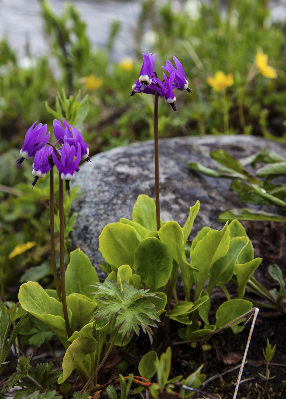 Western Arctic Shooting Star (Primula frigida) - PlantNative.org Western arctic shooting star in an Alaskan landscape, photographed for the Bureau of Land Management.