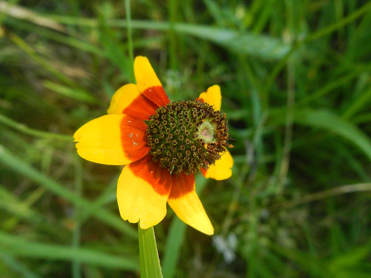 Clasping Coneflower (Rudbeckia amplexicaulis) - PlantNative.org Clasping coneflower with yellow rays and a darker patch near the central disk.