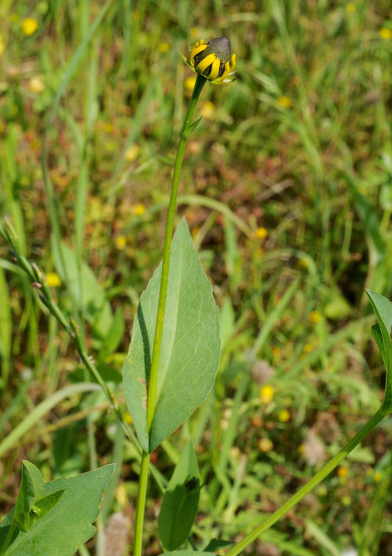 Clasping Coneflower (Rudbeckia amplexicaulis) - PlantNative.org Clasping coneflower foliage and flowering stem, Henderson County, Texas.