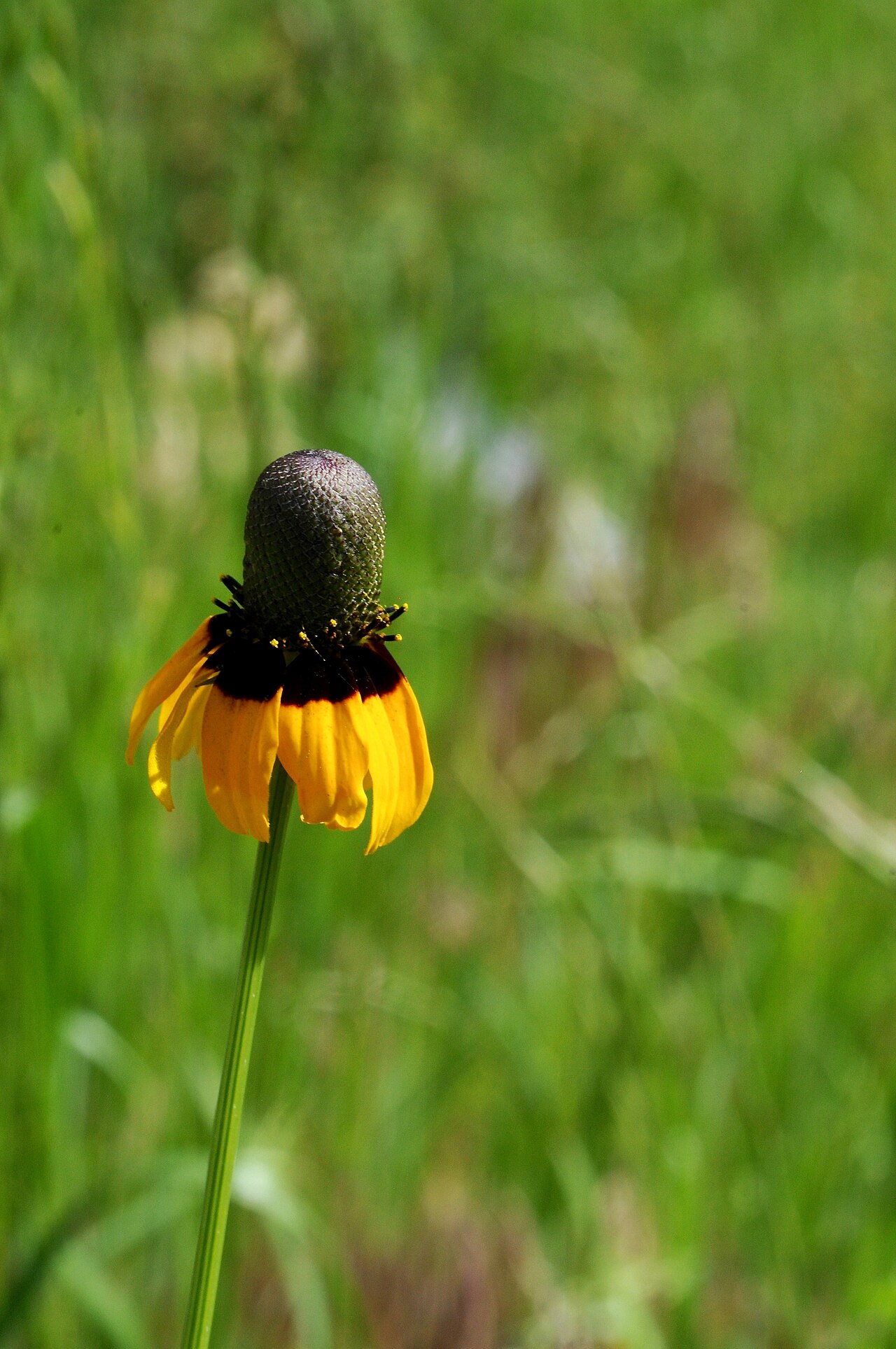 Clasping Coneflower (Rudbeckia amplexicaulis) - PlantNative.org Mature coneflower head with drooping rays, Henderson County, Texas.
