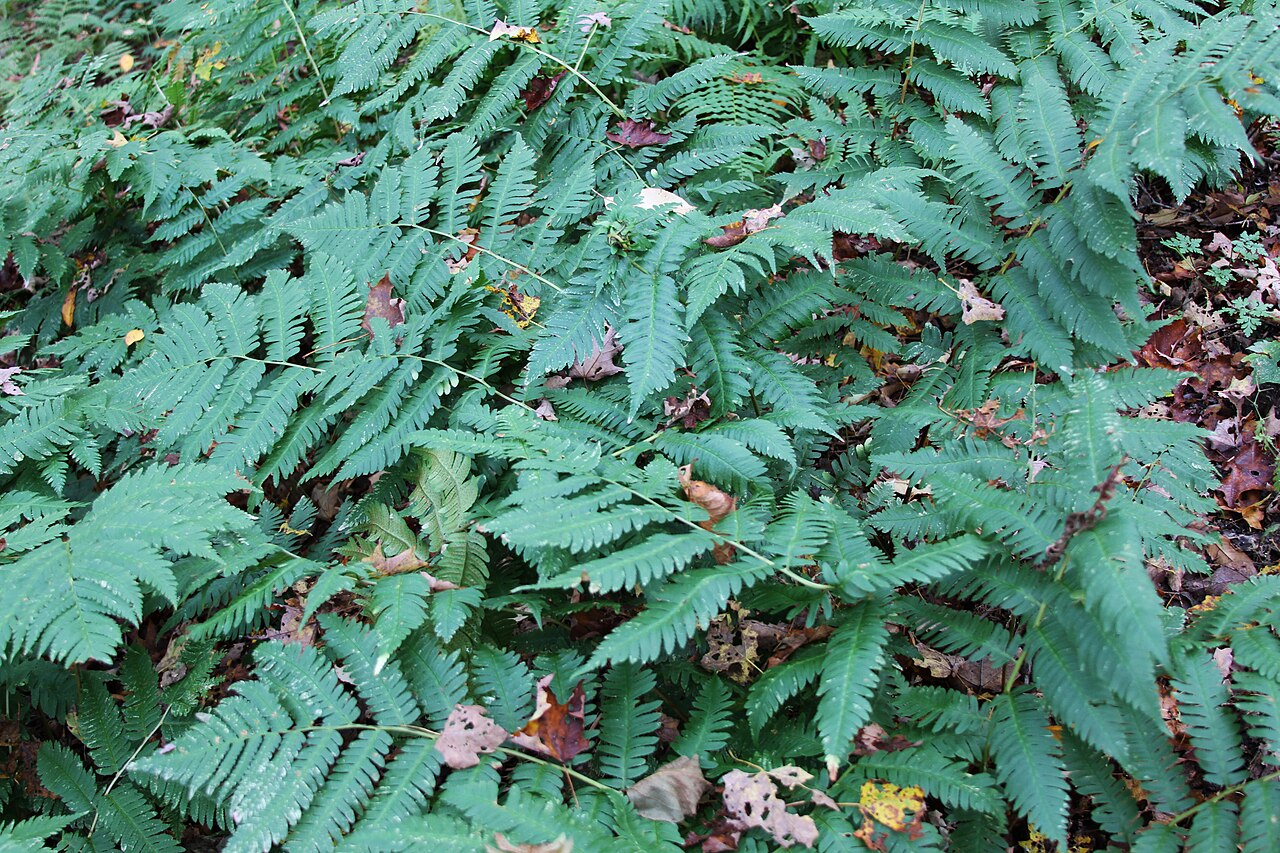 Goldie's Wood Fern (Dryopteris goldieana) - PlantNative.org Broad Goldie's wood fern fronds in a New York woodland garden.