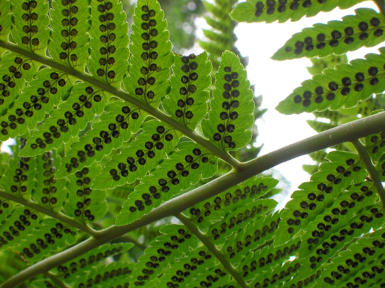 Goldie's Wood Fern (Dryopteris goldieana) - PlantNative.org Rounded sori on the underside of a Goldie's wood fern frond.