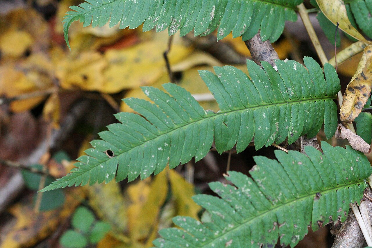 Goldie's Wood Fern (Dryopteris goldieana) - PlantNative.org Close view of the divided pinnae of Goldie's wood fern in New York.