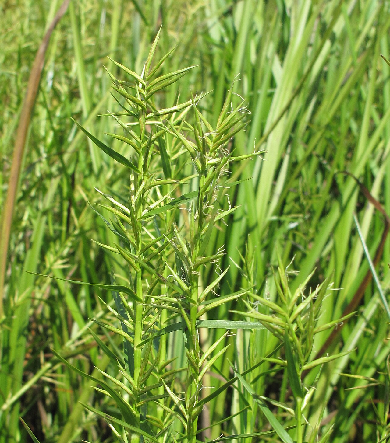 Three-way Sedge (Dulichium arundinaceum) - PlantNative.org Three-way sedge flowering in a natural wetland, with narrow leaves and slender side clusters.