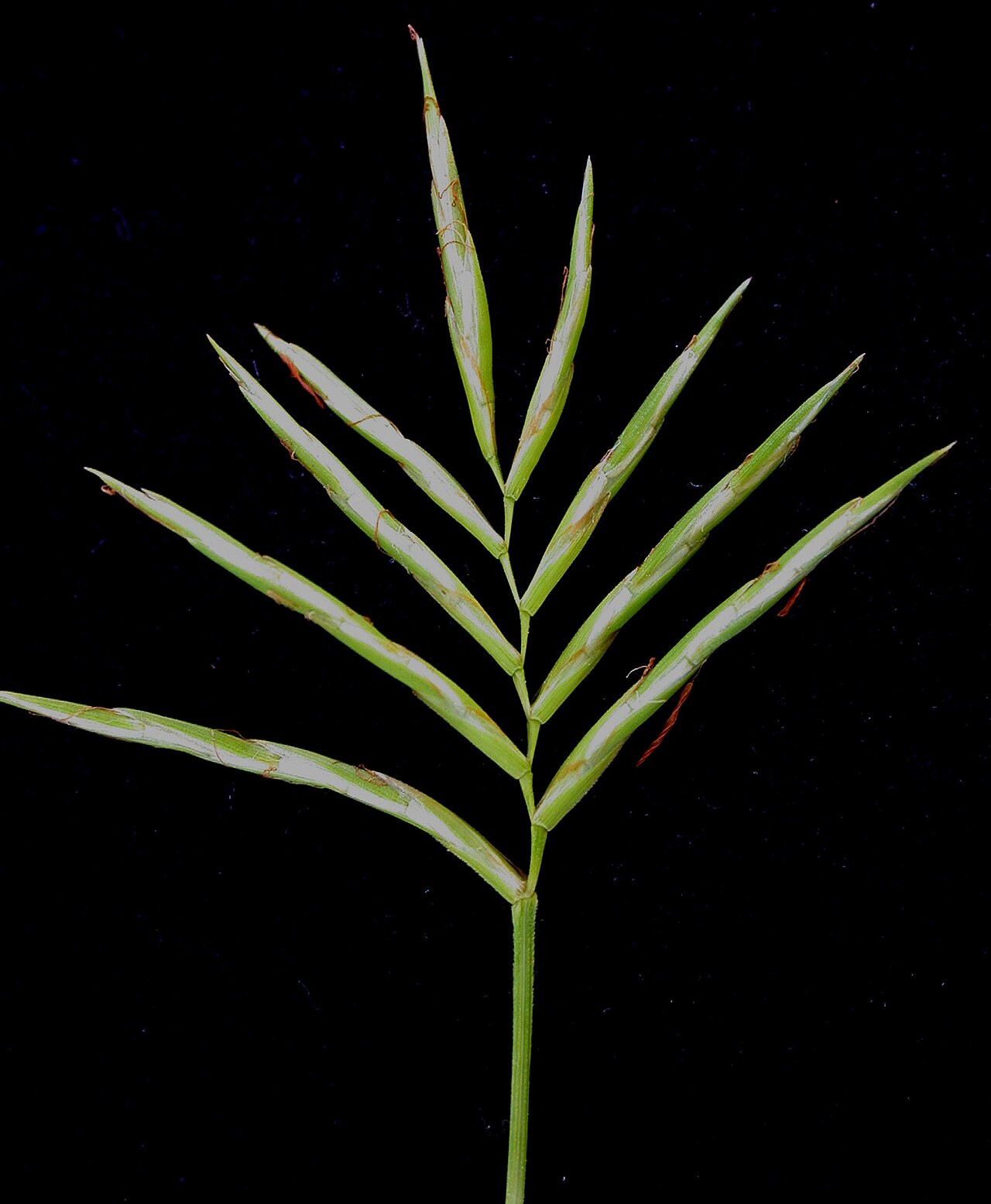 Three-way Sedge (Dulichium arundinaceum) - PlantNative.org The flattened spikelets of three-way sedge are arranged along a slender flowering branch.