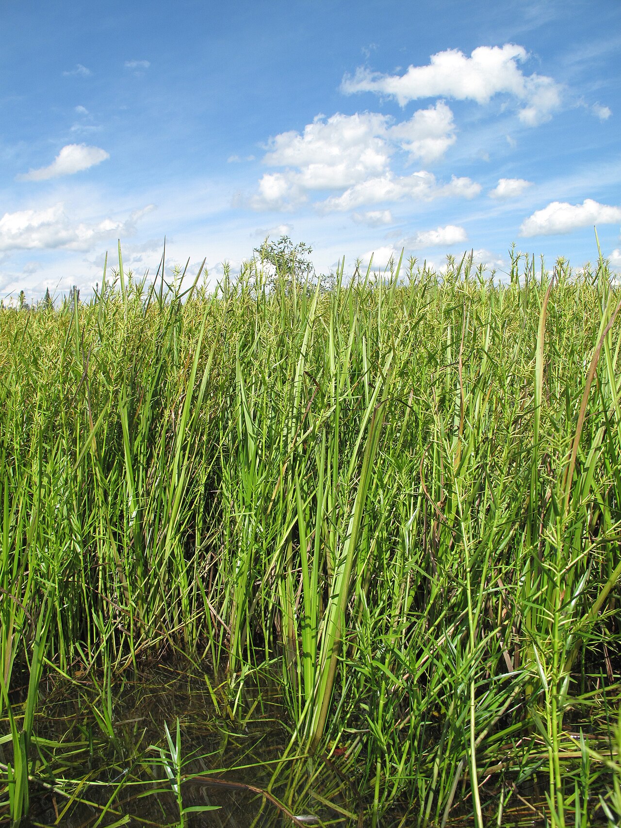 Three-way Sedge (Dulichium arundinaceum) - PlantNative.org A stand of three-way sedge grows with other emergent plants in shallow wetland water.