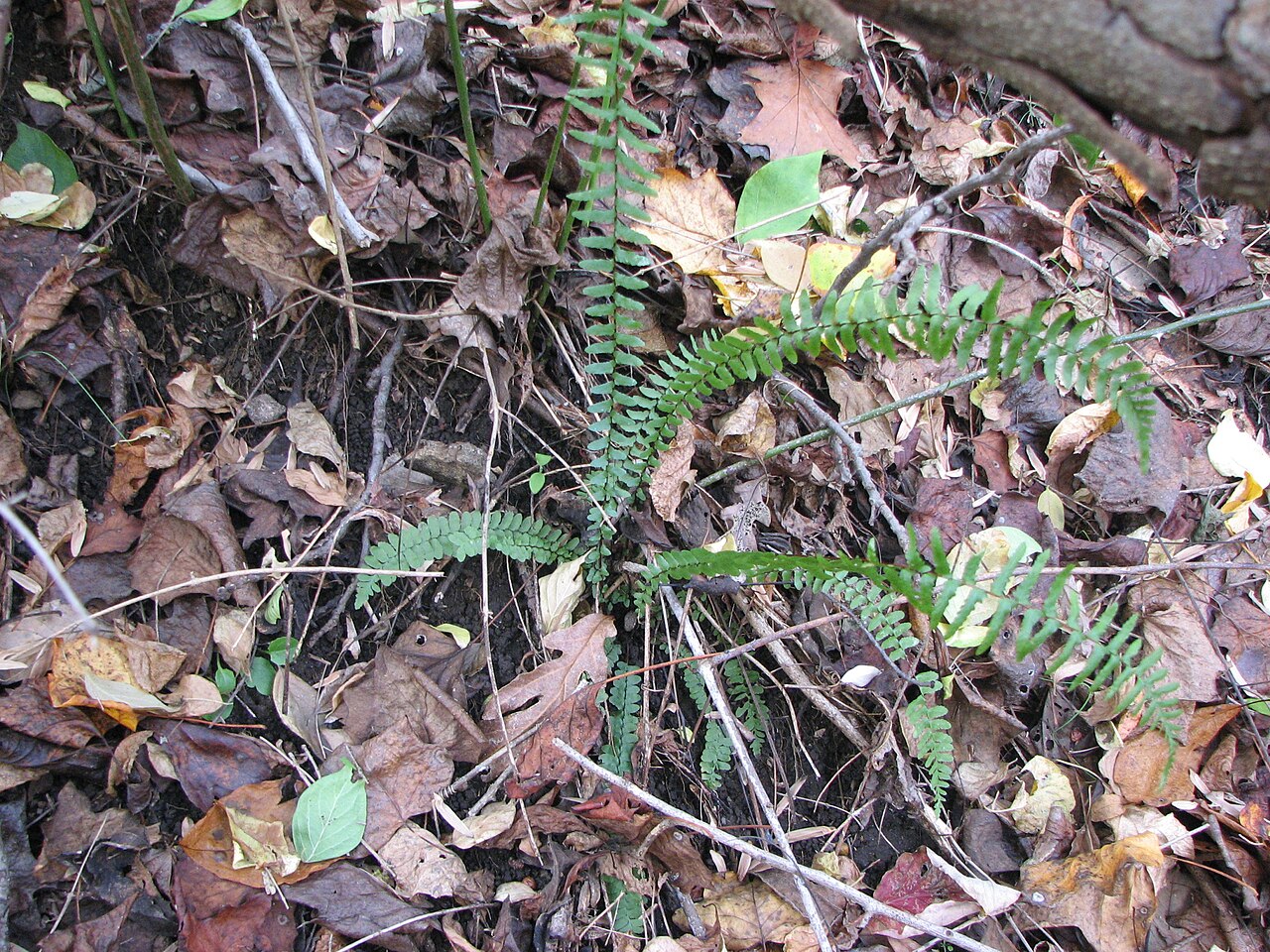 Clump of Ebony Spleenwort (Asplenium platyneuron) with short sterile fronds and taller upright fertile fronds