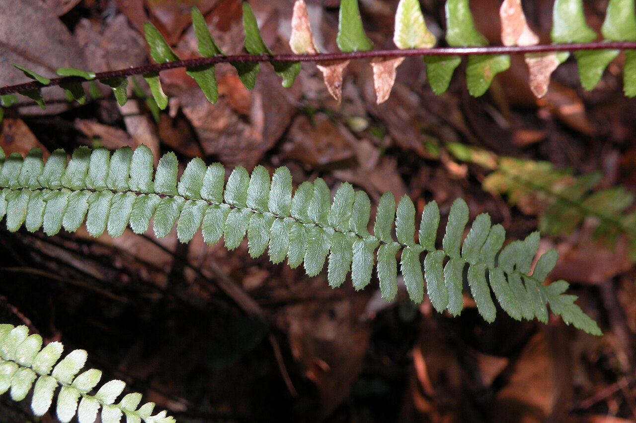 Close view of Ebony Spleenwort (Asplenium platyneuron) pinnae along a glossy dark brown rachis