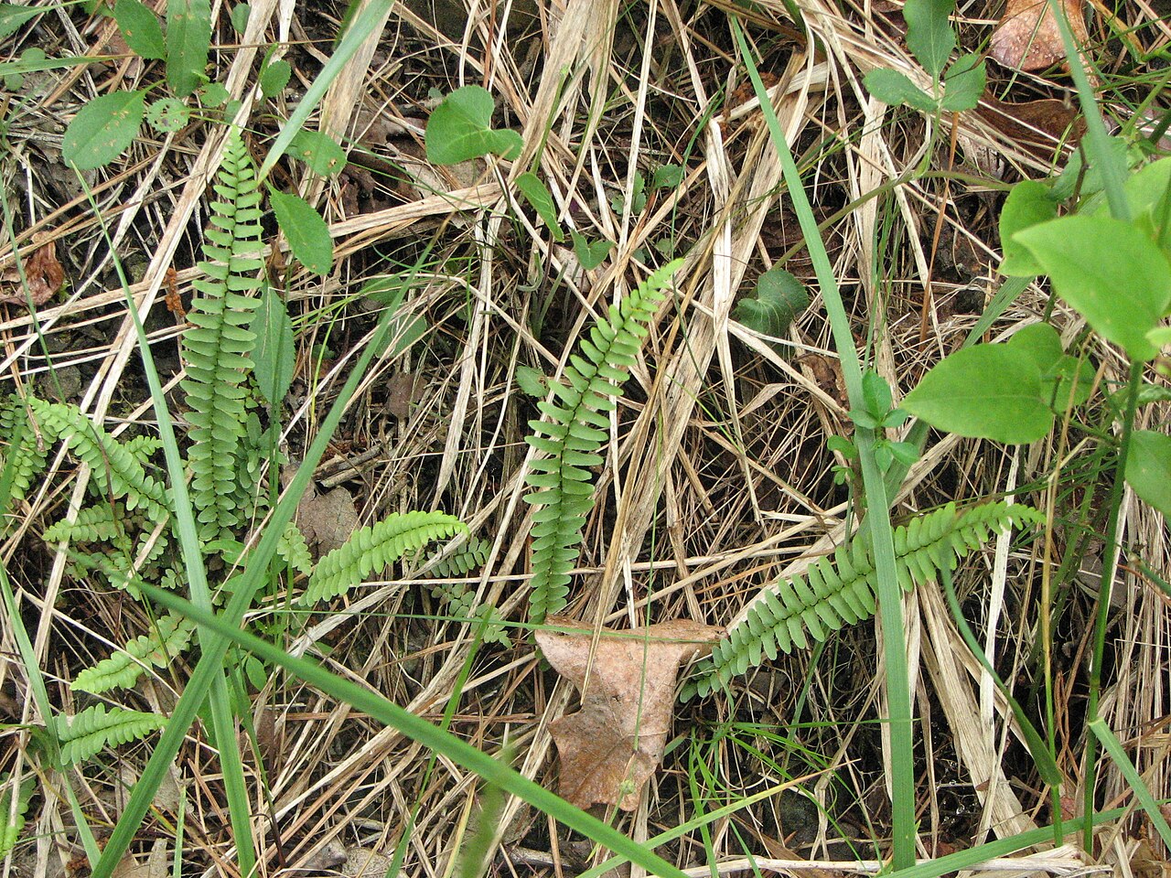 Ebony Spleenwort (Asplenium platyneuron) fronds growing among grasses on open rocky ground
