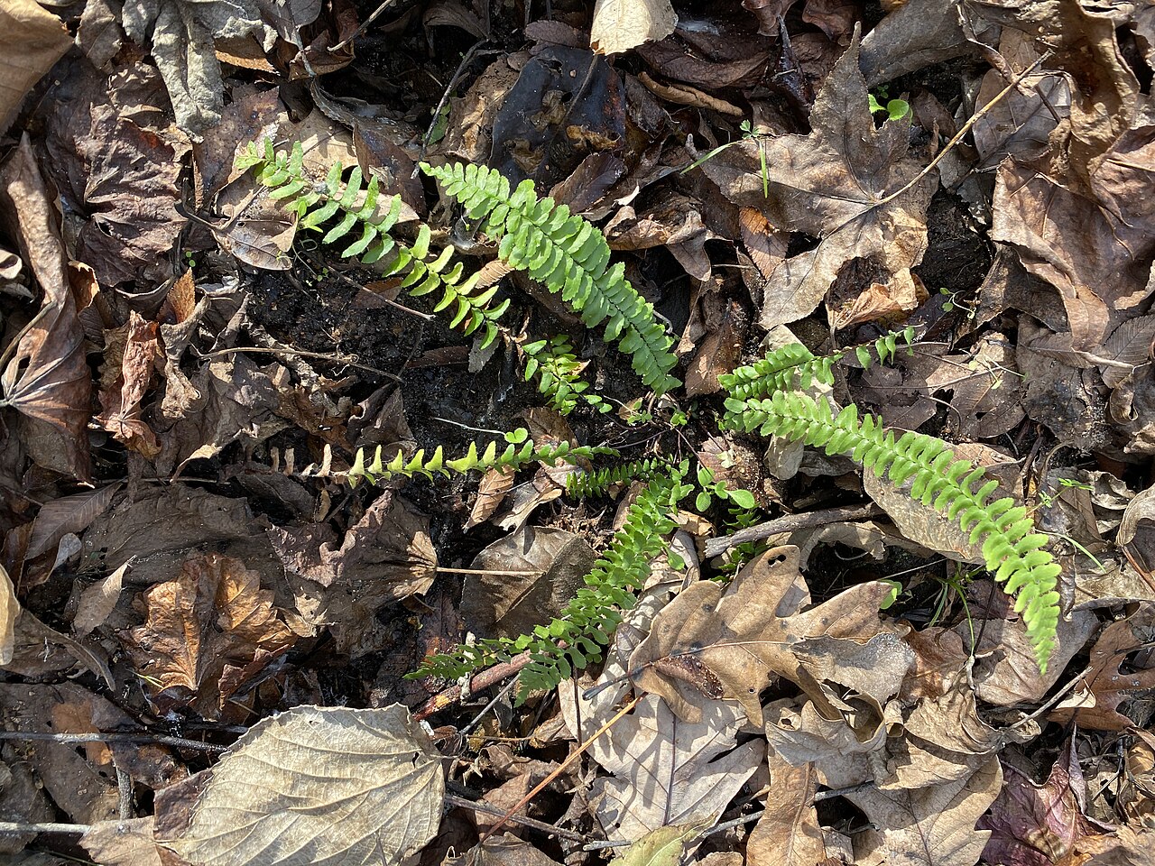 Ebony Spleenwort (Asplenium platyneuron) fronds spreading over autumn leaf litter
