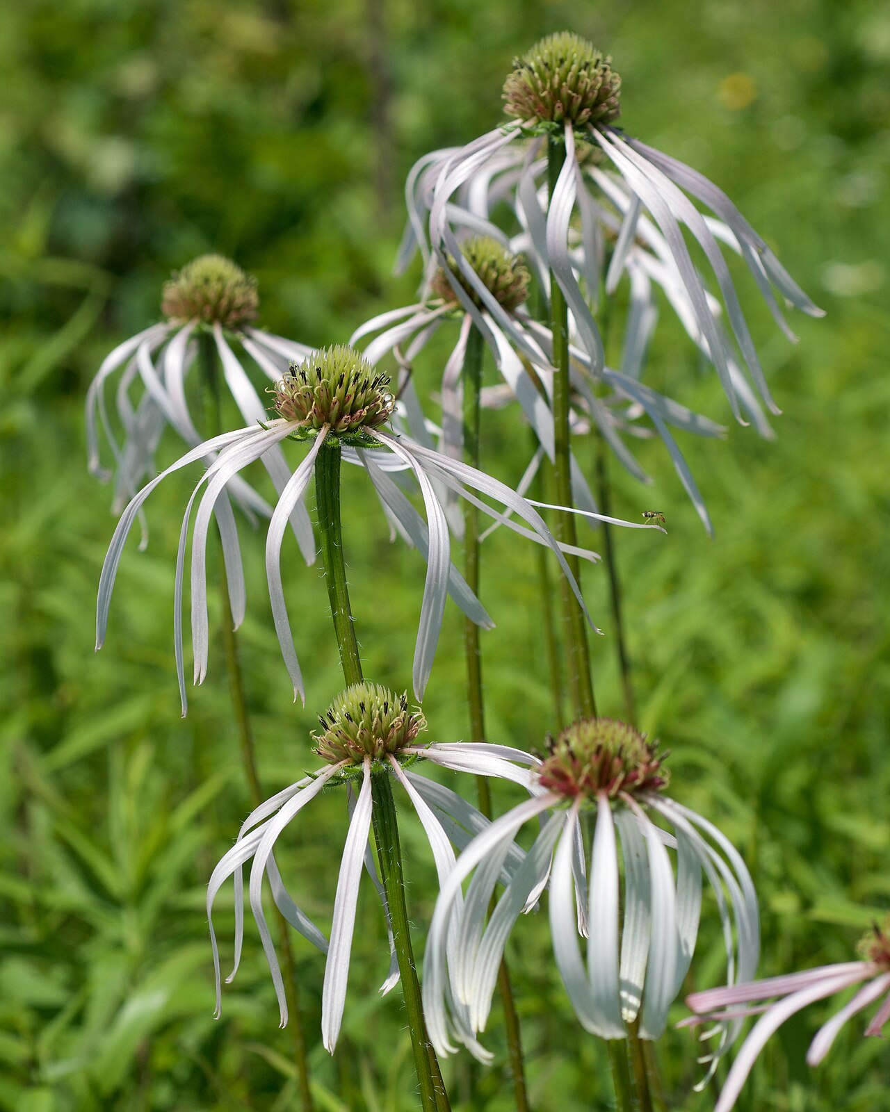 Pale Purple Coneflower (Echinacea pallida) - PlantNative.org Pale purple coneflower with slender hanging rays, photographed at Camp Robinson, Arkansas.