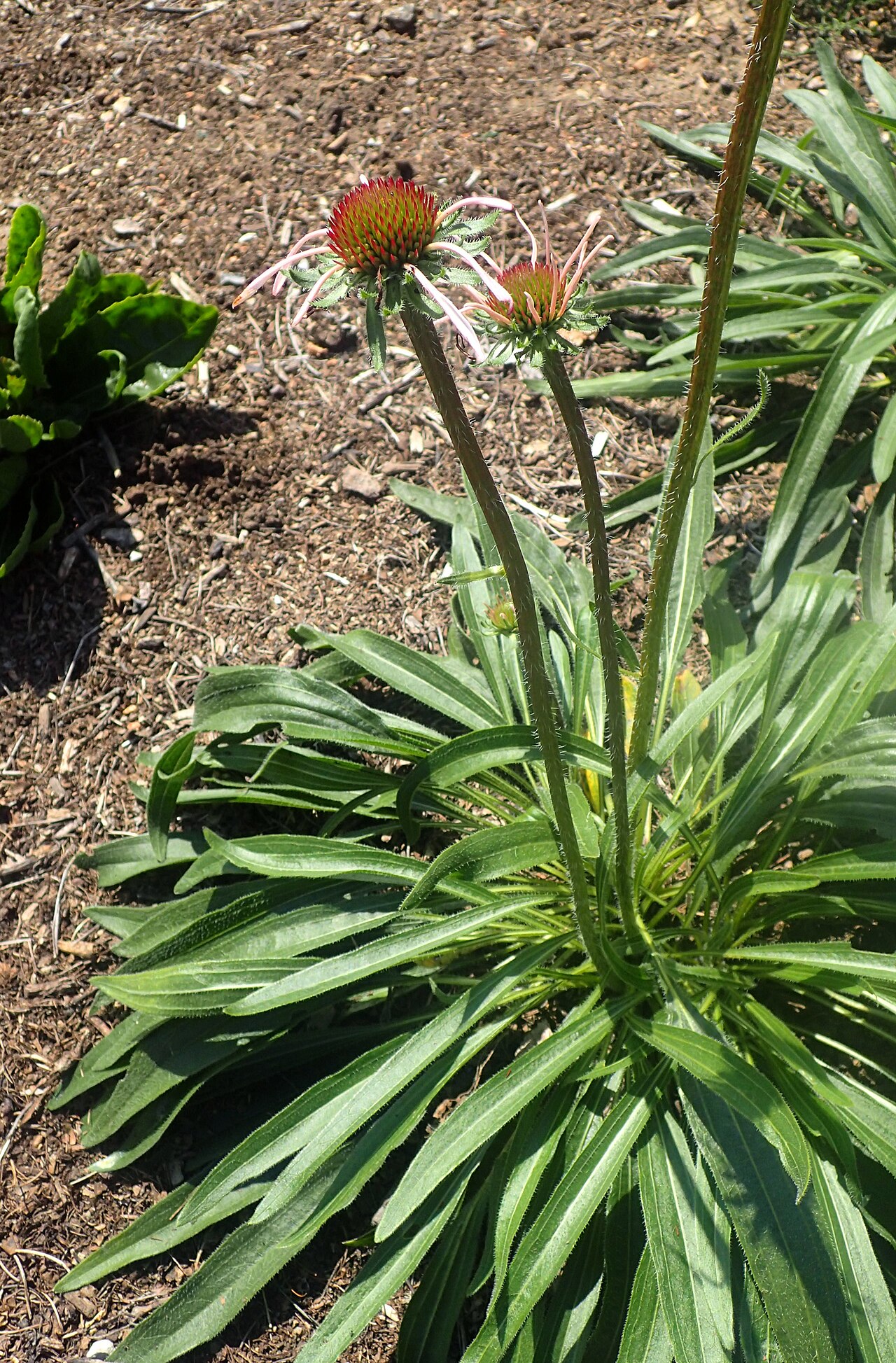 Pale Purple Coneflower (Echinacea pallida) - PlantNative.org Narrow basal leaves and upright flowering stems of pale purple coneflower in the Missouri Botanical Garden.