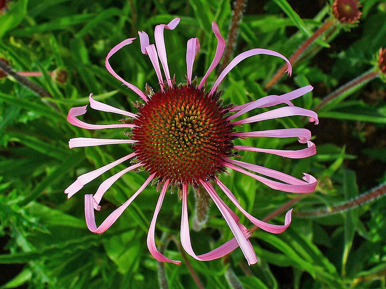 Pale Purple Coneflower (Echinacea pallida) - PlantNative.org Close view of the raised disk and long narrow rays of Echinacea pallida.