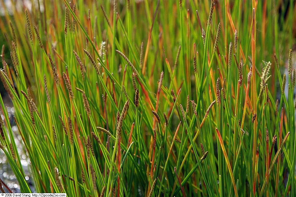 Squarestem Spikerush (Eleocharis quadrangulata) - PlantNative.org Squarestem spikerush in cultivation at Lilypons Water Gardens, Maryland.