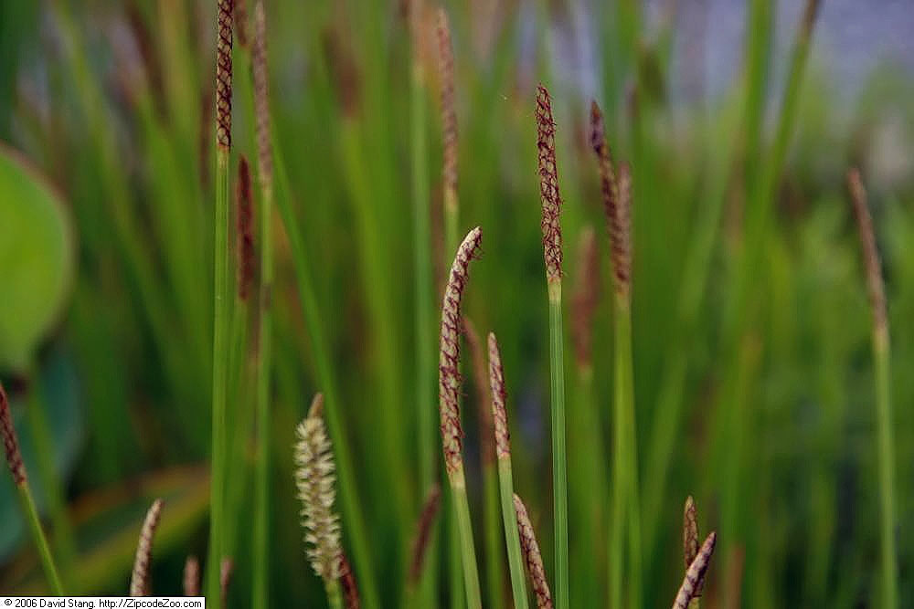 Squarestem Spikerush (Eleocharis quadrangulata) - PlantNative.org Terminal spikelets of squarestem spikerush at Lilypons Water Gardens, Maryland.