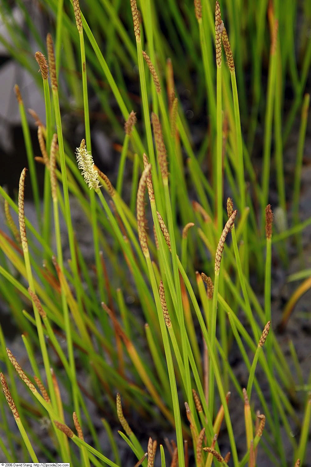 Squarestem Spikerush (Eleocharis quadrangulata) - PlantNative.org Four-angled green stems and flowering spikelets of squarestem spikerush in a Maryland water garden.
