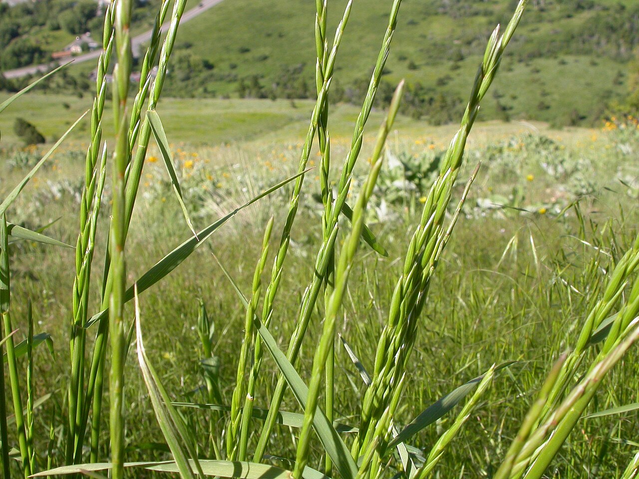 Slender Wheatgrass (Elymus trachycaulus) - PlantNative.org Slender wheatgrass with narrow green spikes above its leaves.