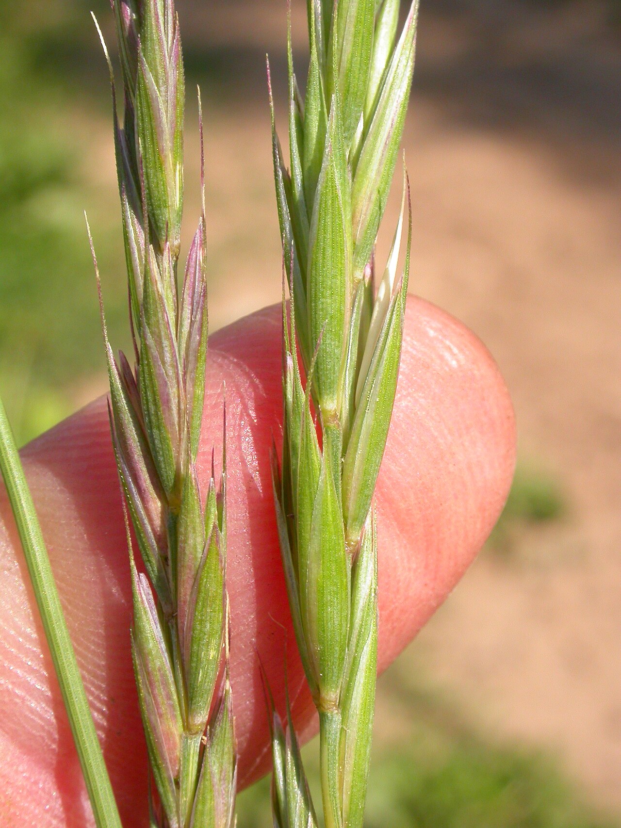 Slender Wheatgrass (Elymus trachycaulus) - PlantNative.org Close view of the conspicuous glumes surrounding slender wheatgrass spikelets.