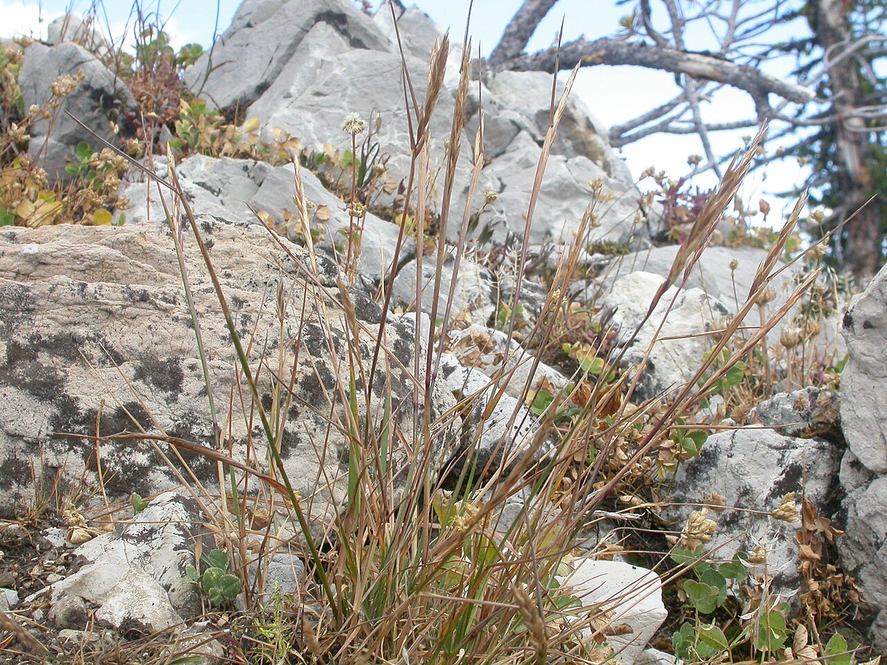 Slender Wheatgrass (Elymus trachycaulus) - PlantNative.org A compact slender wheatgrass plant on rocky mountain ground; stature varies with site.