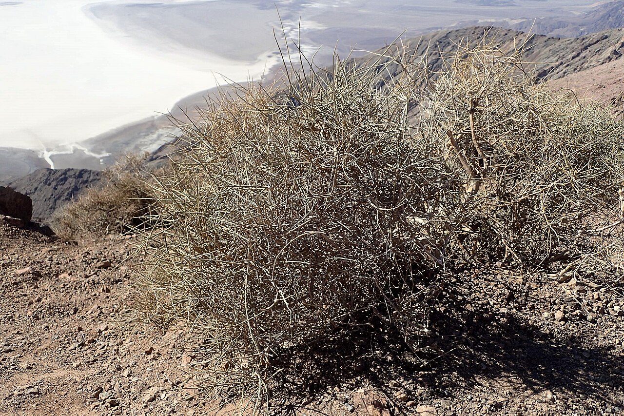 Nevada Jointfir (Ephedra nevadensis) - PlantNative.org Nevada jointfir on dry rocky ground above Death Valley, California.