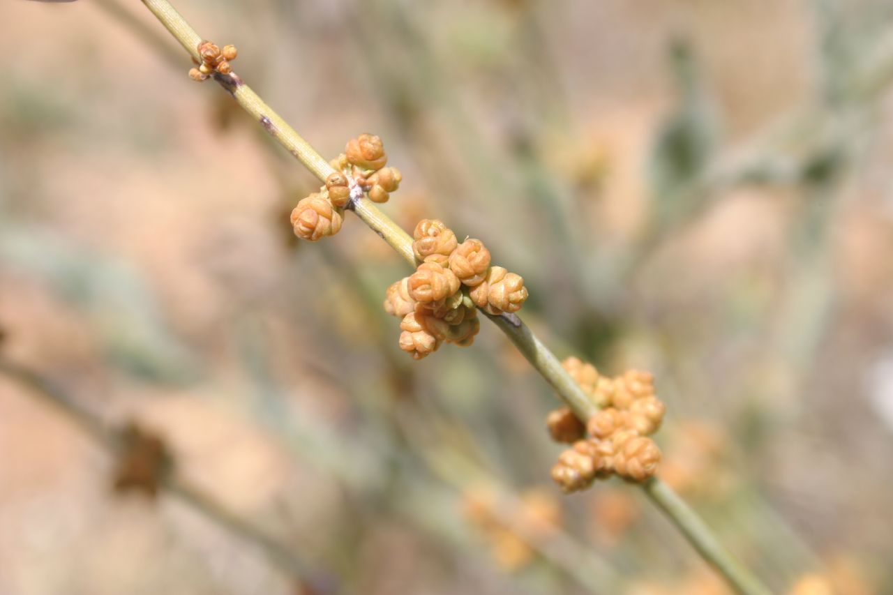 Nevada Jointfir (Ephedra nevadensis) - PlantNative.org Cones at the nodes of Ephedra nevadensis stems in Los Angeles County, California.