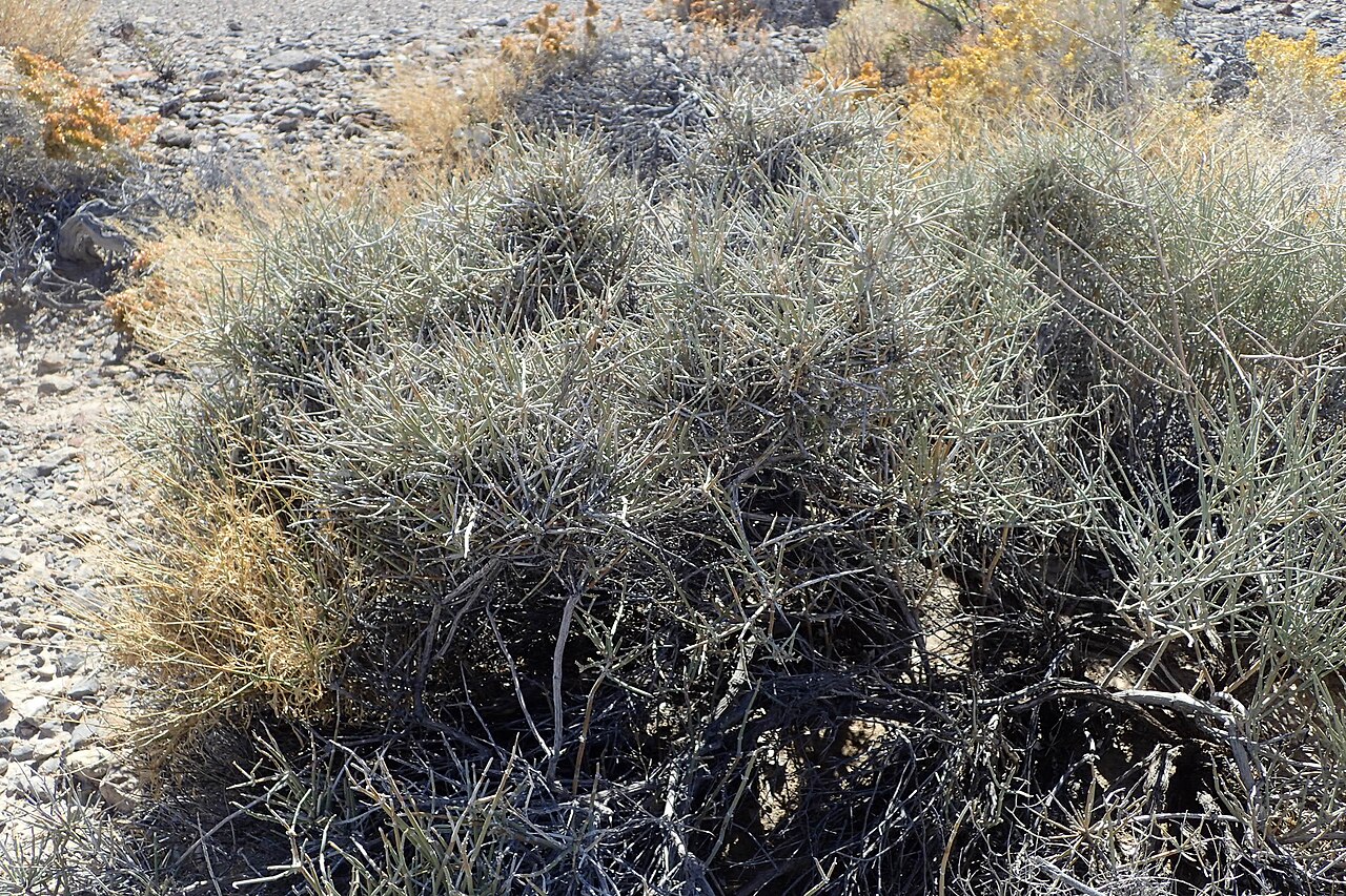 Nevada Jointfir (Ephedra nevadensis) - PlantNative.org Gray-green jointed stems and open shrub form west of Death Valley Junction, California.