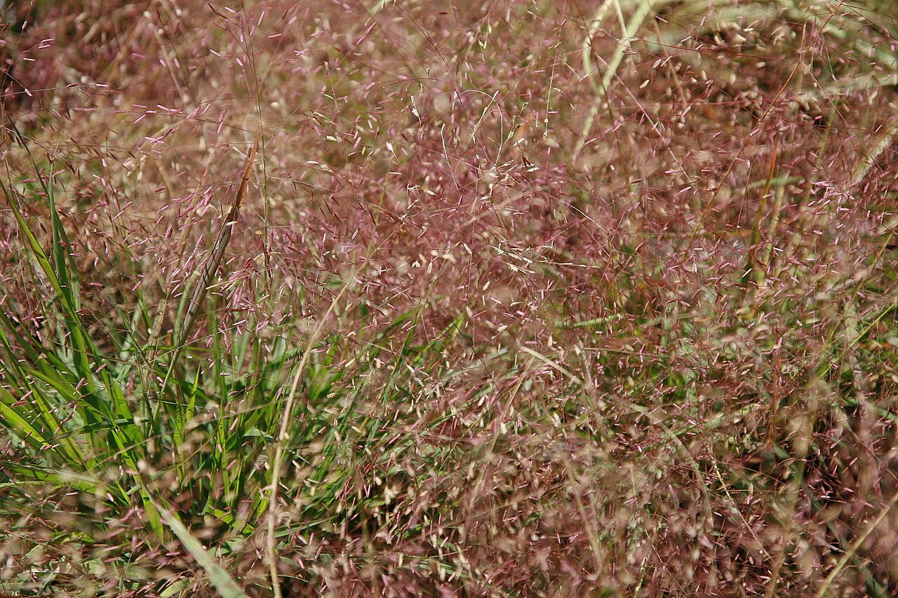 Purple Lovegrass (Eragrostis spectabilis) - PlantNative.org Purple lovegrass showing its airy late-season panicles in a Maryland nursery.