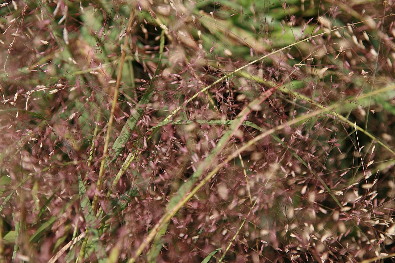 Purple Lovegrass (Eragrostis spectabilis) - PlantNative.org A closer view of the fine branches and spikelets of Eragrostis spectabilis.