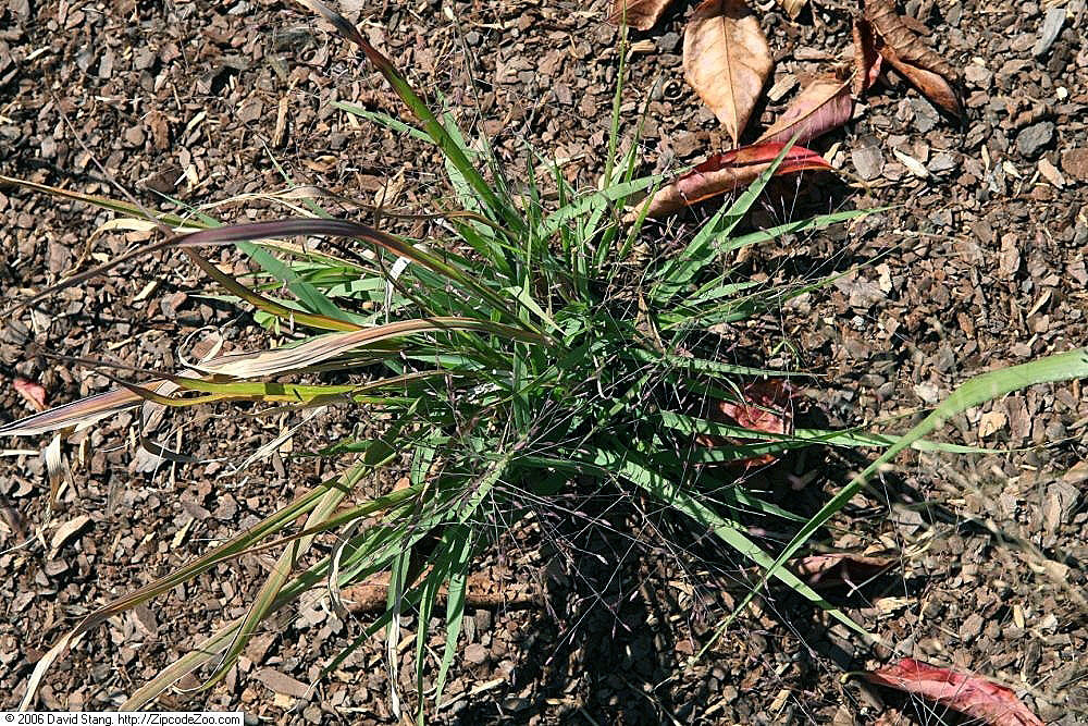 Purple Lovegrass (Eragrostis spectabilis) - PlantNative.org The low basal foliage of purple lovegrass at the United States Botanic Garden.