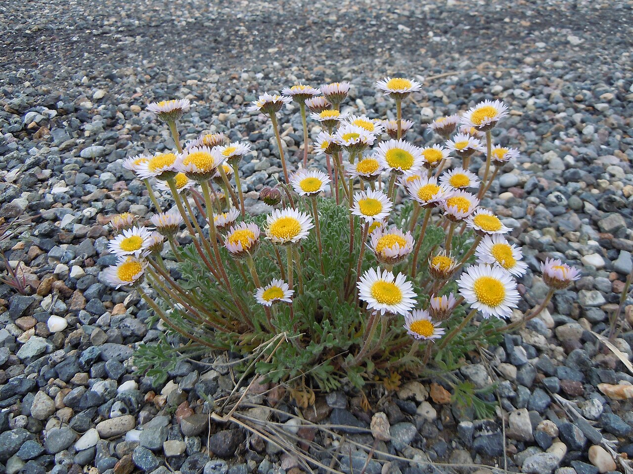 Cut-leaf daisy flowering on gravelly ground in Idaho, showing its low cushion and separate flower stalks.