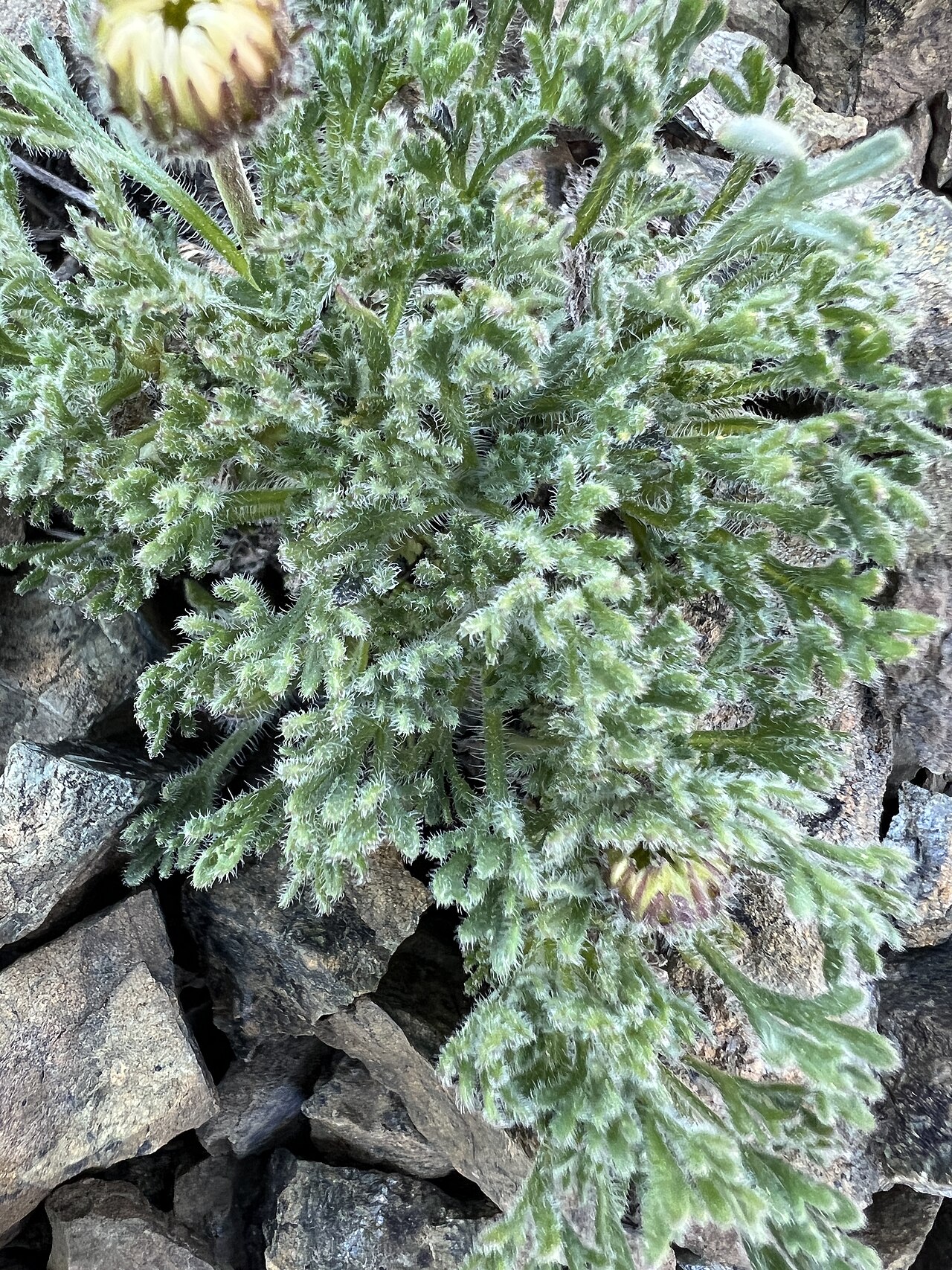 Deeply divided, hairy basal leaves are an important identification feature of Erigeron compositus.